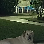 Διαμέρισμα Belka Golf Deluxe Poolside *