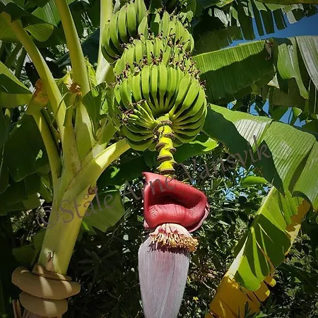 Belka Golf Deluxe Poolside Διαμέρισμα *