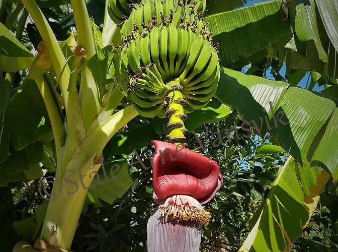 Belka Golf Deluxe Poolside Lägenhet *